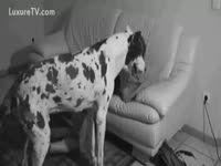dog Affection